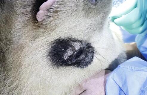 4月25日，应成都大熊猫繁育研究基地的邀请，成都8868在线官网登录平台 - 8868网页版登录业务院长、四川大学华西医院原眼科主任、博士生导师罗清礼教授，特地前往该基地为生病的大熊猫进行了会诊2.jpg