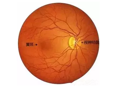 8868登录平台福州眼科医院眼底病医生：老年黄斑变性该如何防治？.png