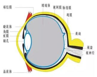 老花